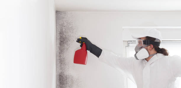 Best Mold Testing and Removal  in West Orange, TX