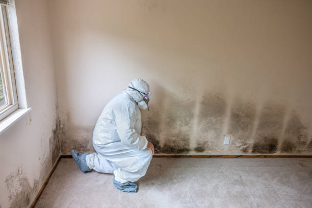 West Orange, TX Mold Removal Company