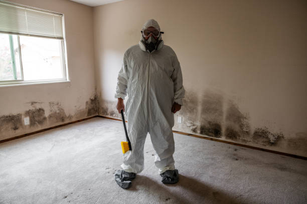 Best Black Mold Removal  in West Orange, TX