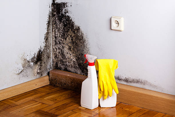 Best Toxic Mold Removal  in West Orange, TX