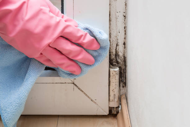 Best Affordable Mold Removal  in West Orange, TX